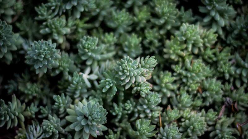 语鲸AI：微信公众号文章阅读神器，重塑信息获取新范式？